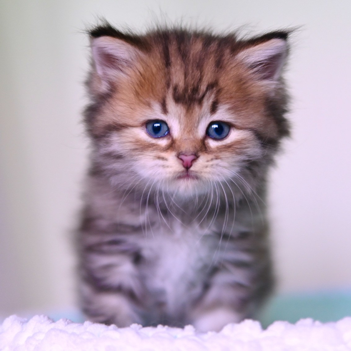 Golden torbie Siberian kitten looking at camera