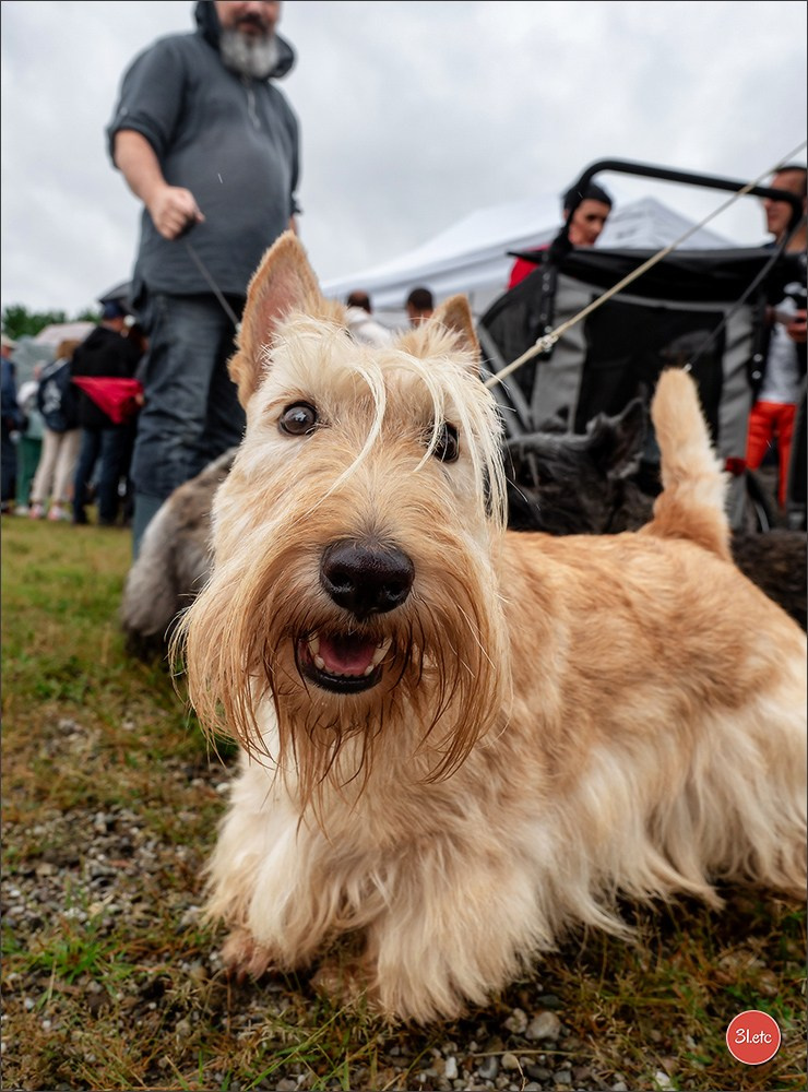 Exposition Canine à STRASBOURG-HOERDT Dimanche 18 août 2024. Photographe à Strasbourg | Portraits, Studio, Enfants, Événements