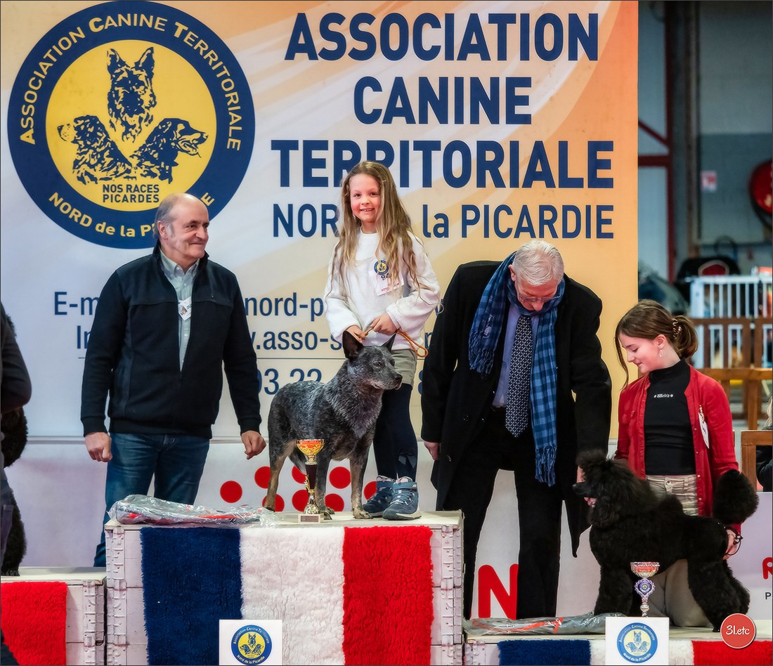 Expo canine 🇫🇷 Amiens 15-16/02/2025. Photographe à Strasbourg | Portraits, Studio, Enfants, Événements