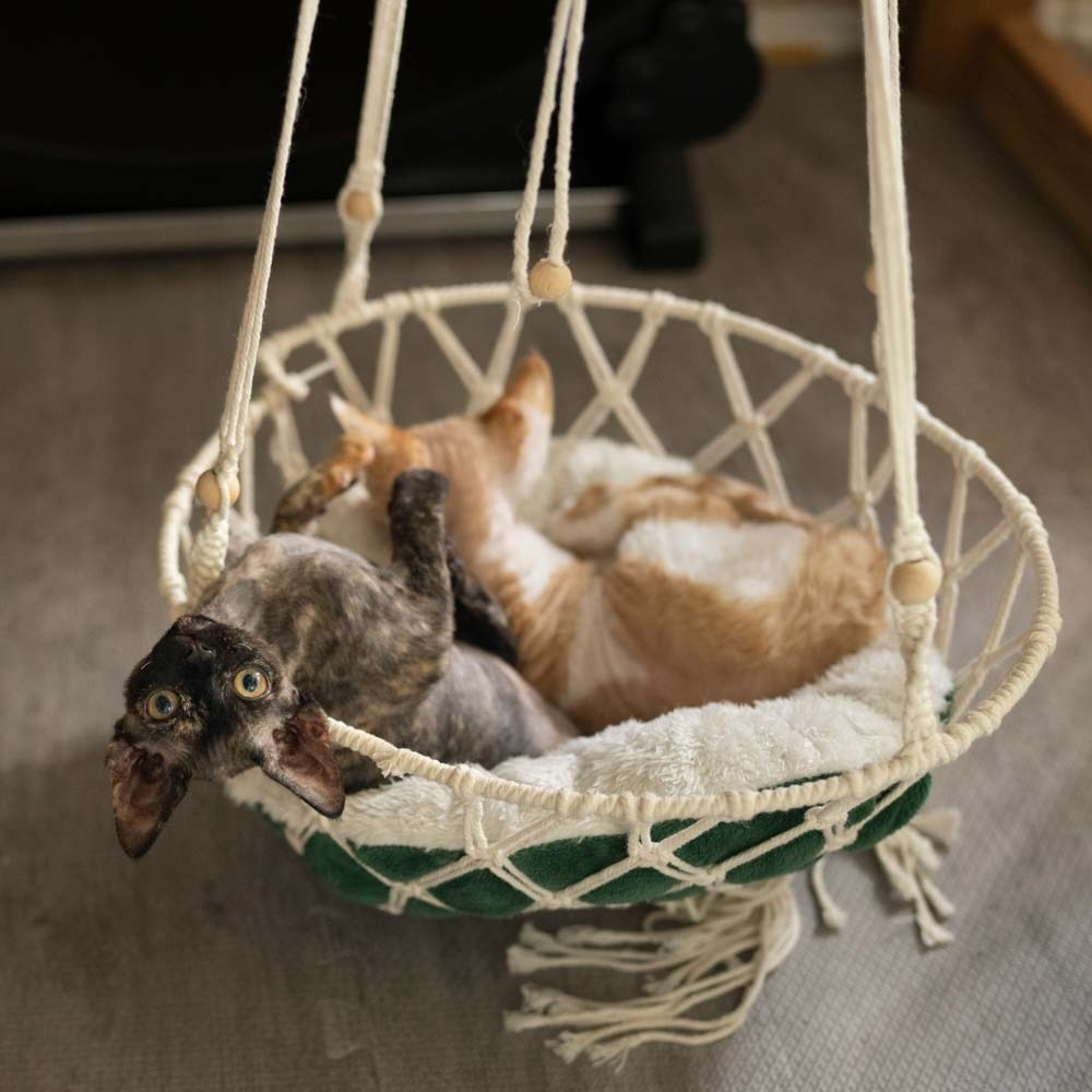 Devon Rex Pixie Cattery