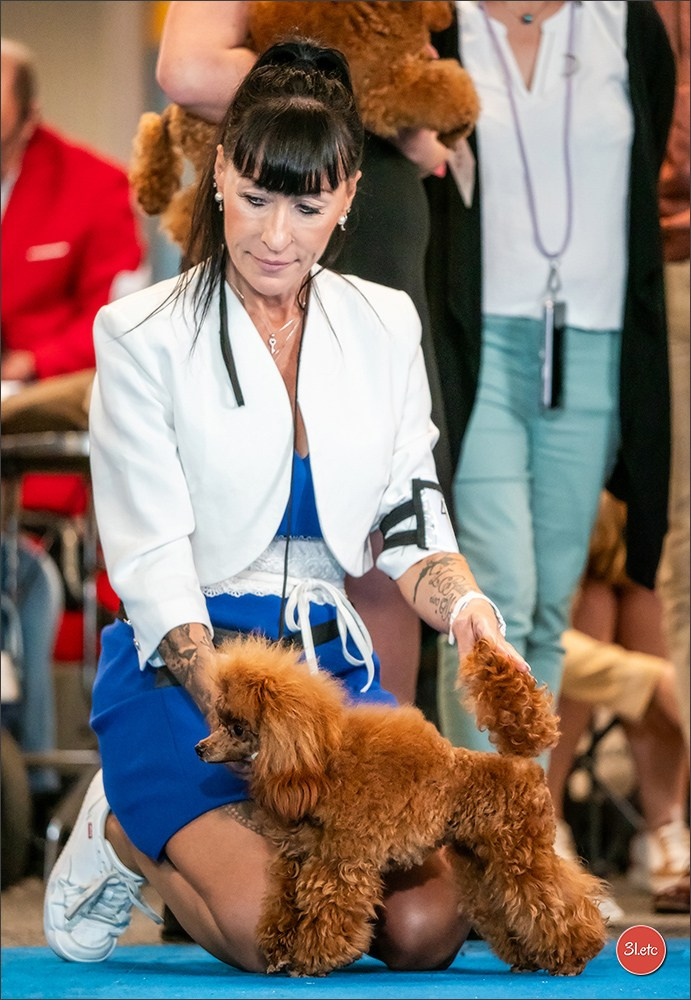 CHAMPIONNAT DE FRANCE 2024 & CACIB SPÉCIALES DE RACES MONTLUÇON. Photographe à Strasbourg | Portraits, Studio, Enfants, Événements