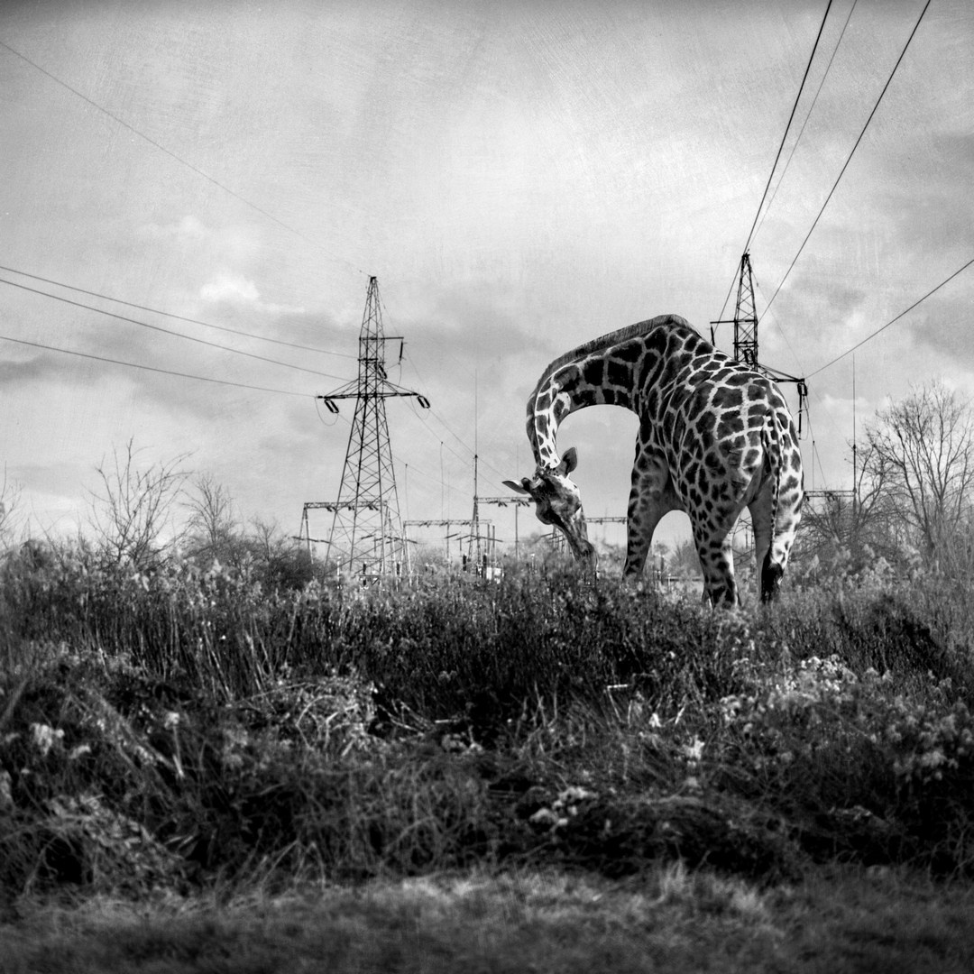 Postapocalypse. Halina Marduła, visual artist, lives and works in Wrocław (Poland)