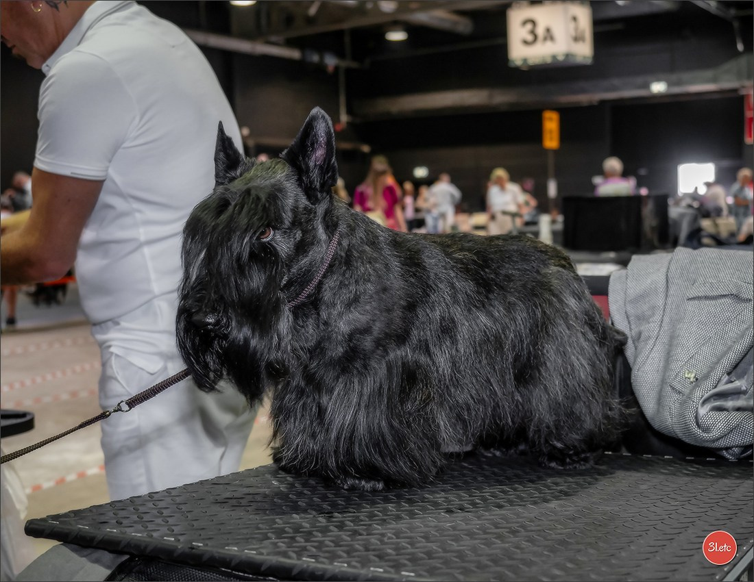 🇱🇺 LUXEMBOURG 🇱🇺 International Dog Show 🇱🇺 31/08 - 01/09/2024. Photographe à Strasbourg | Portraits, Studio, Enfants, Événements