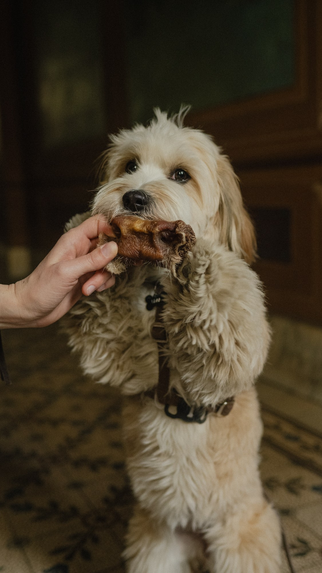 Commercial & UGC Pet Product Photography by Tanya Asfir. Tanya Asfir — Pet & Animal Photographer | Belgrade, Serbia
