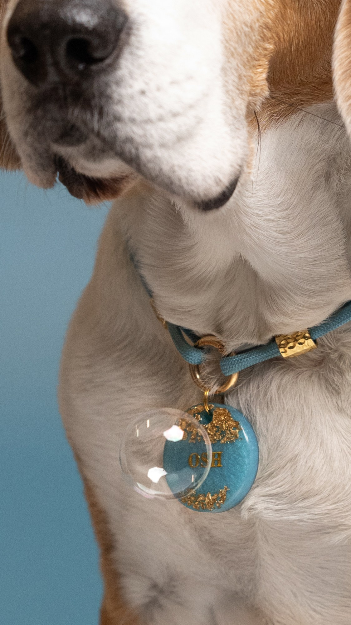 Commercial & UGC Pet Product Photography by Tanya Asfir. Tanya Asfir — Pet & Animal Photographer | Belgrade, Serbia