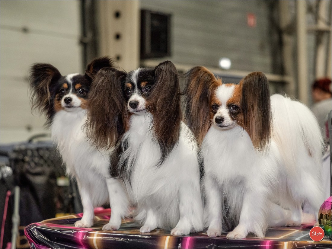 Exposition Canine Internationale à DOUAI. Photographe à Strasbourg | Portraits, Studio, Enfants, Événements