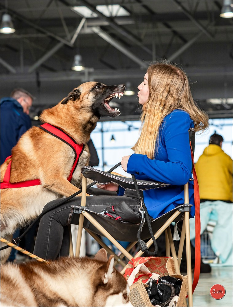 Expo canine 🇫🇷 Châlons-en-Champagne 22-23/02/2025. Photographe à Strasbourg | Portraits, Studio, Enfants, Événements