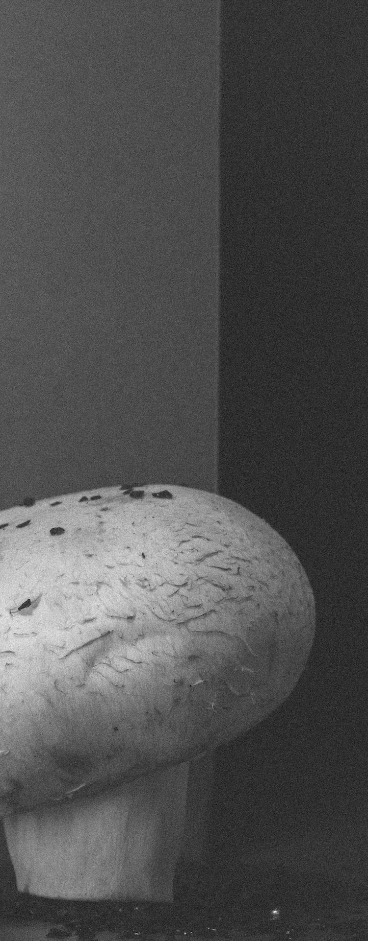 Factory (2023). Ant | photo