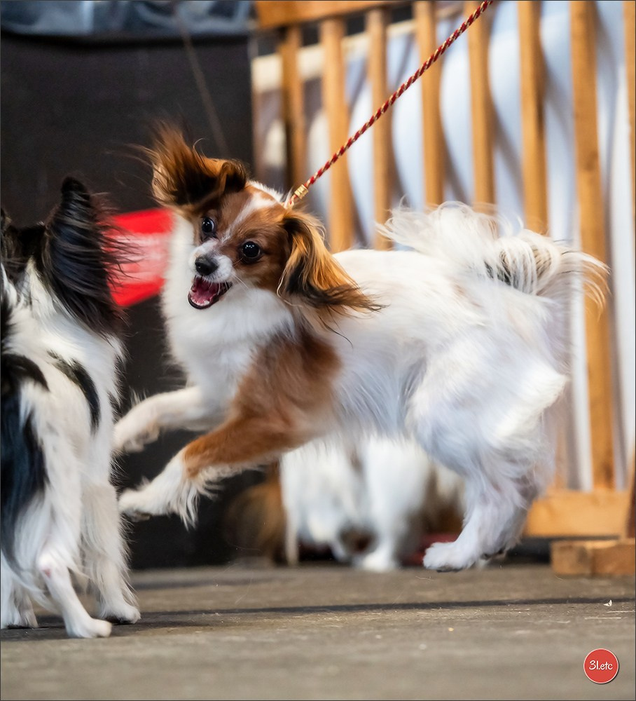 Expo canine 🇫🇷 Amiens 15-16/02/2025. Photographe à Strasbourg | Portraits, Studio, Enfants, Événements