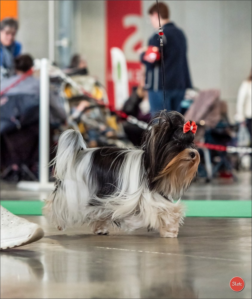 Expo canine 🇫🇷 Châlons-en-Champagne 22-23/02/2025. Photographe à Strasbourg | Portraits, Studio, Enfants, Événements