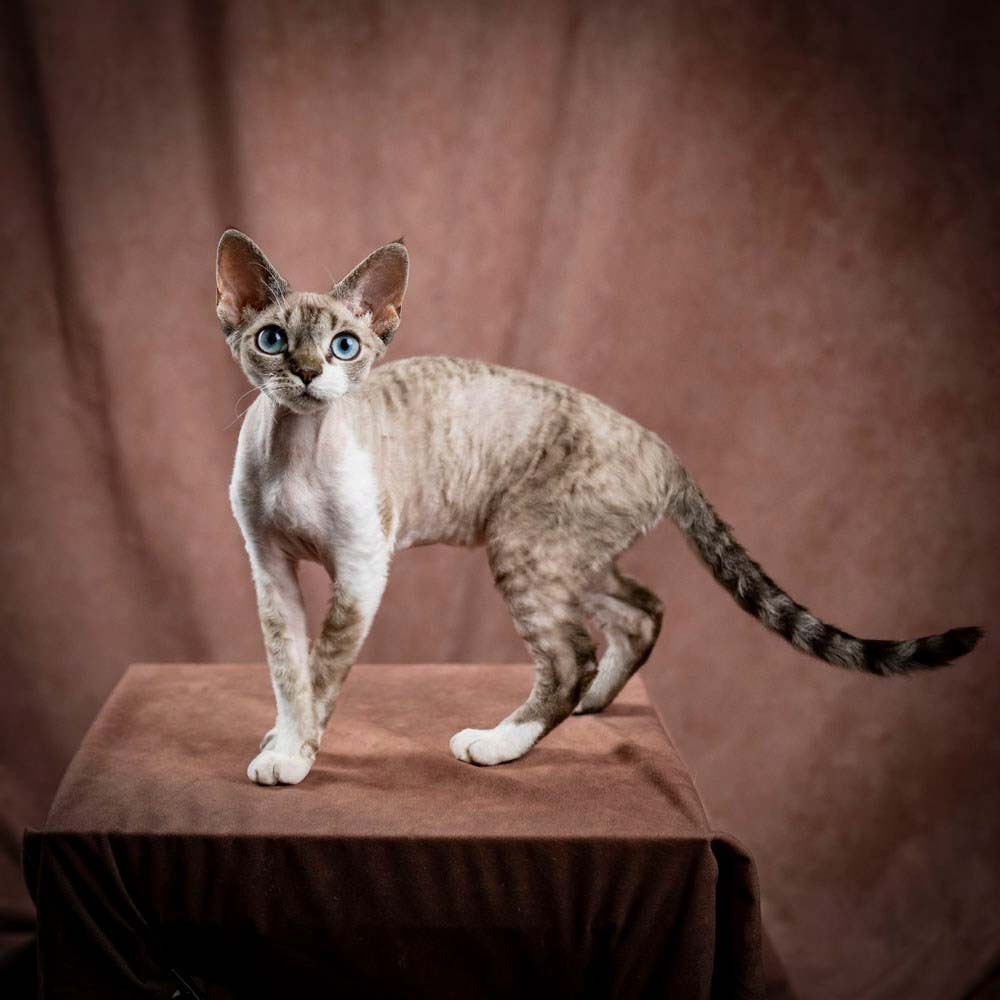 Devon Rex Pixie Cattery