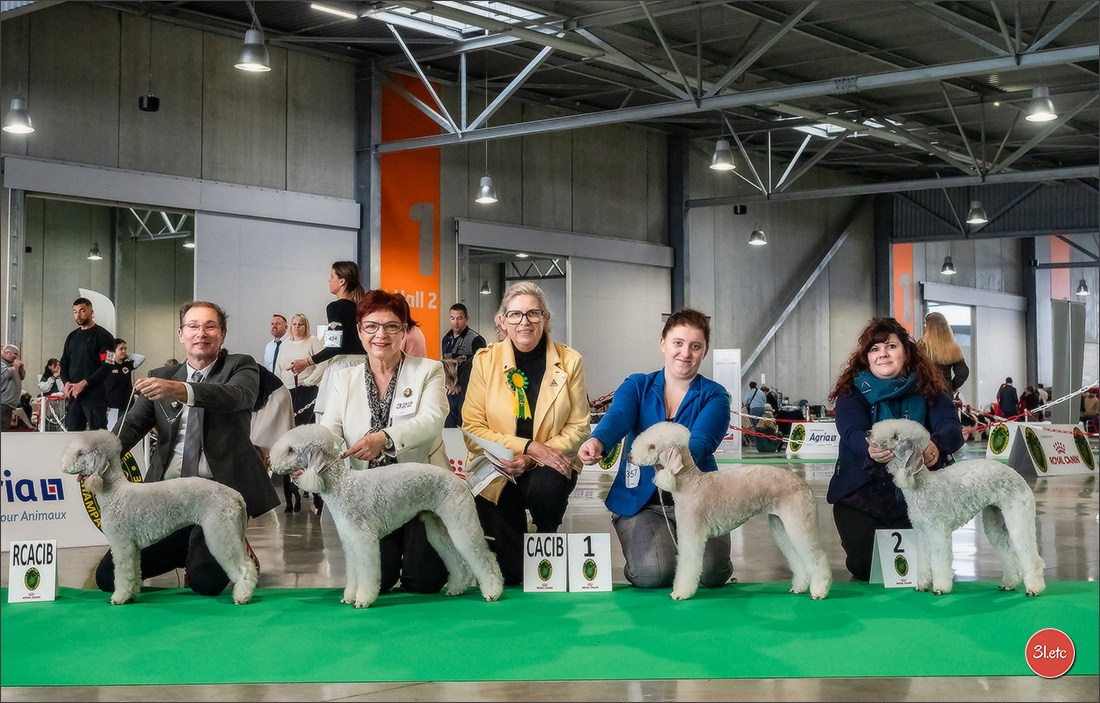 Expo canine 🇫🇷 Châlons-en-Champagne 22-23/02/2025. Photographe à Strasbourg | Portraits, Studio, Enfants, Événements