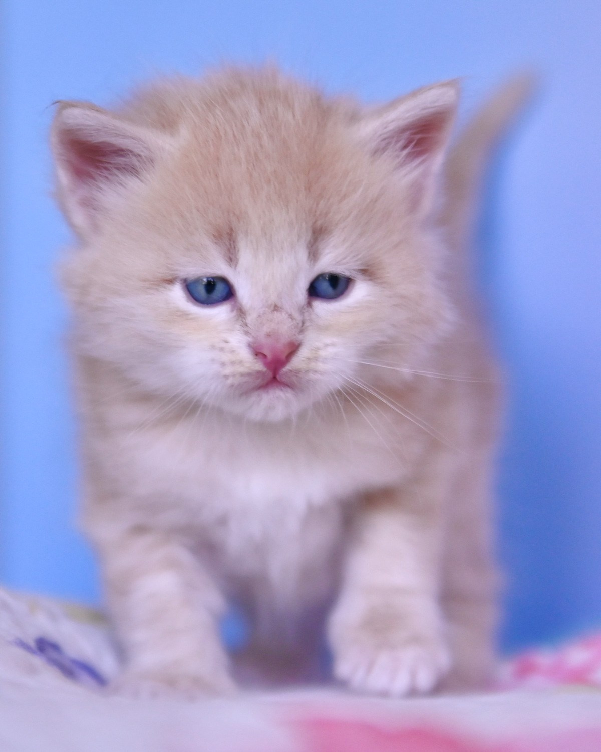 Cream tabby Siberian walking to the camera