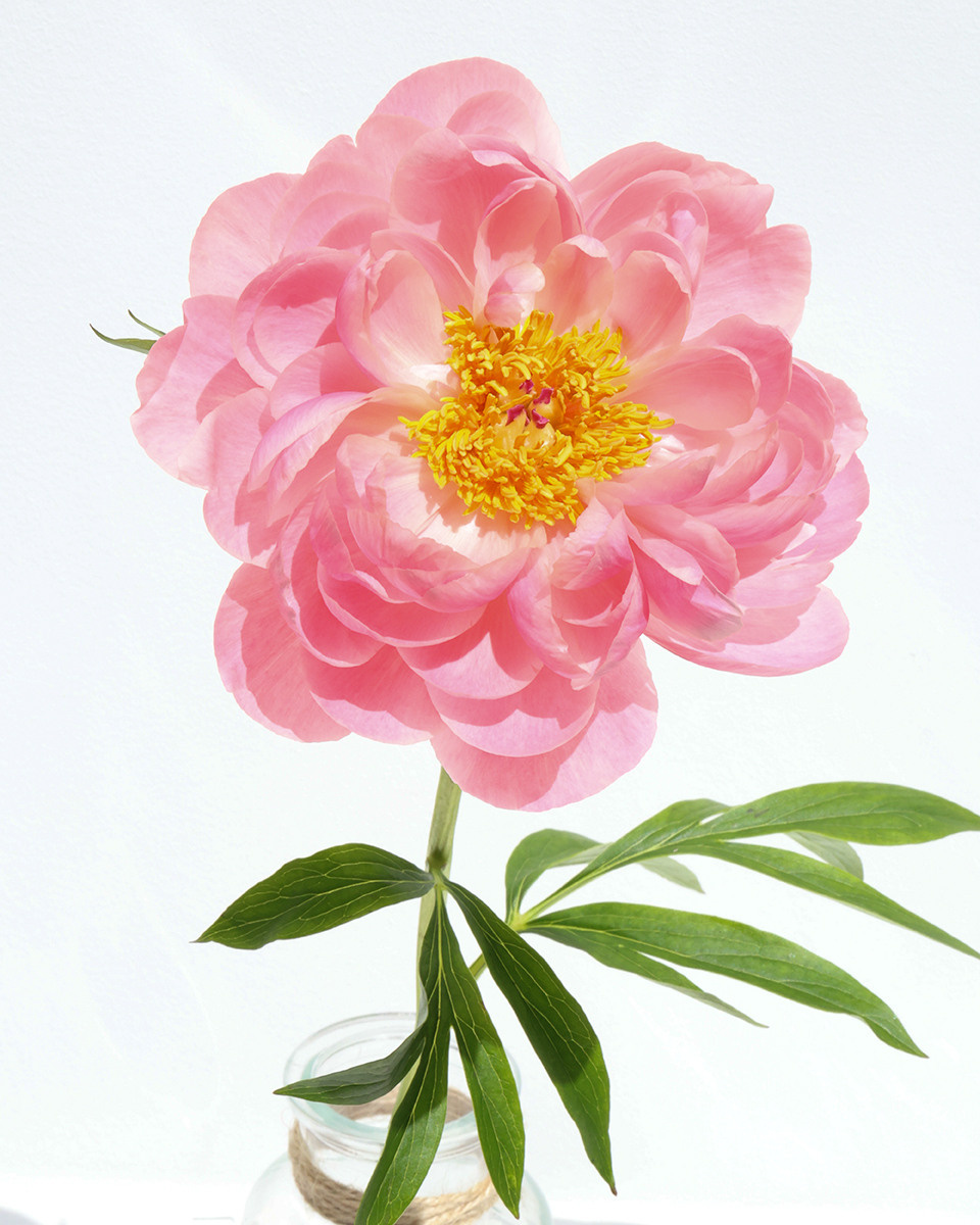 Photographer in the Den Haag Rotterdam Amsterdam Osypenko Oksana