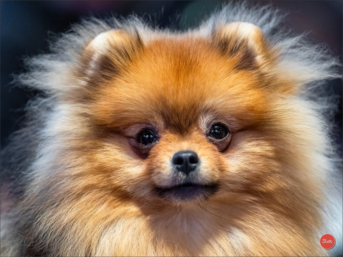Expo canine 🇫🇷 Amiens 15-16/02/2025. Photographe à Strasbourg | Portraits, Studio, Enfants, Événements