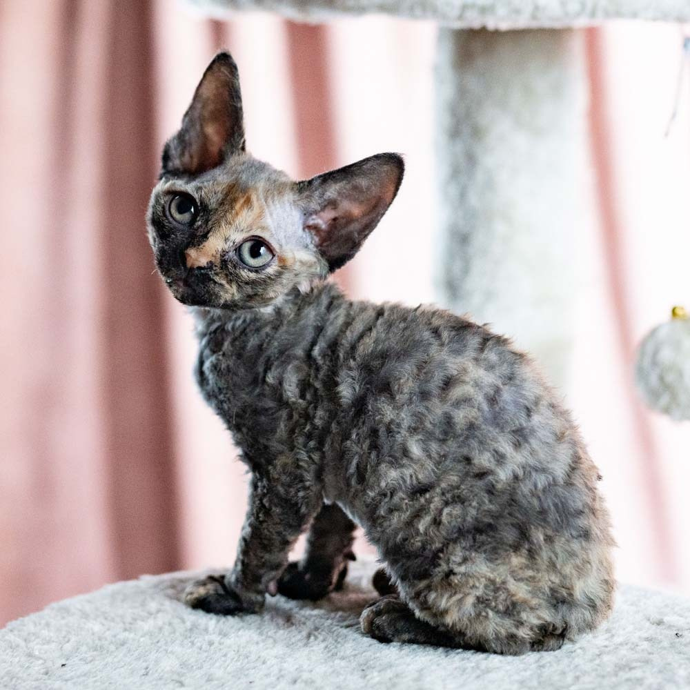 Devon Rex Pixie Cattery