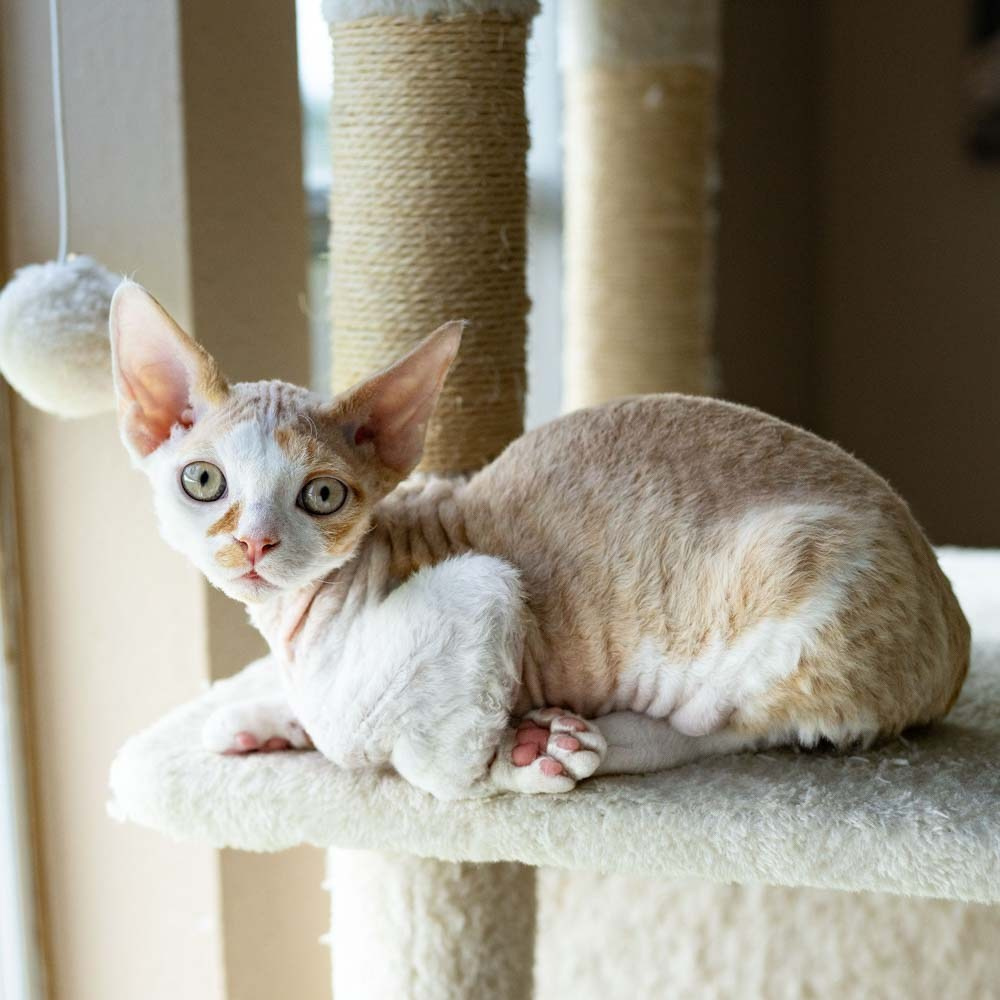 Devon Rex Pixie Cattery