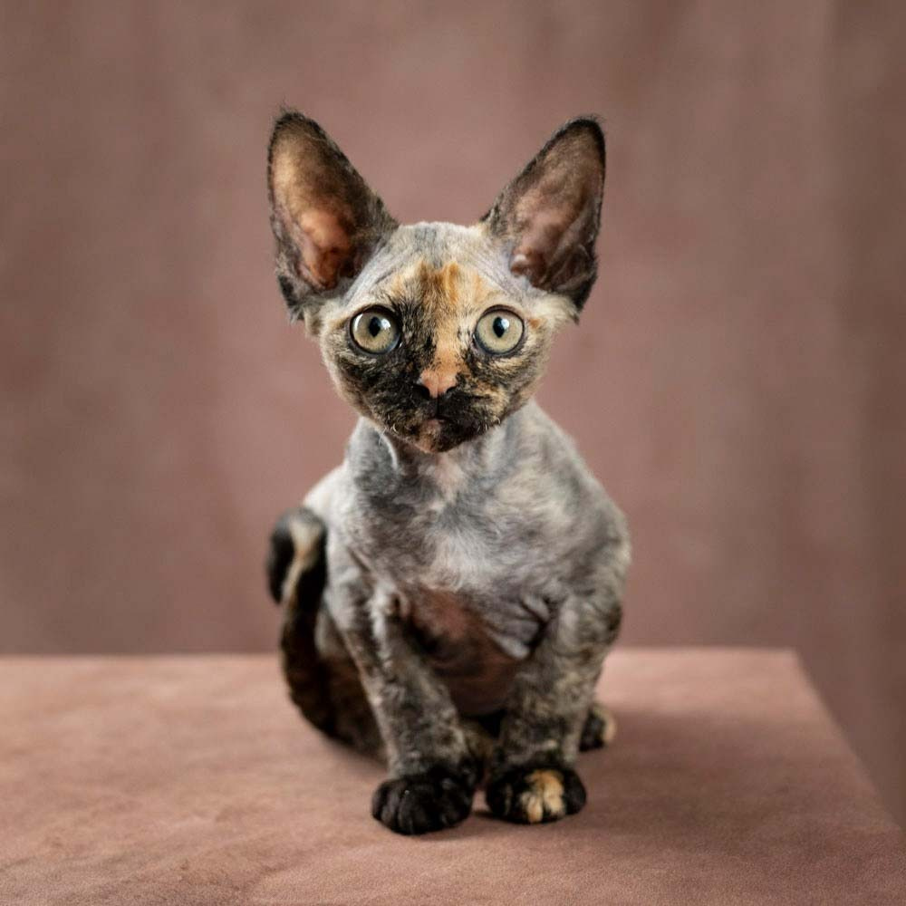 Devon Rex Pixie Cattery