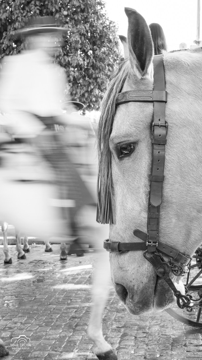 Feria de Sevilla 2025. Fotos con huella, fotografía de perros y mascotas en Sevilla