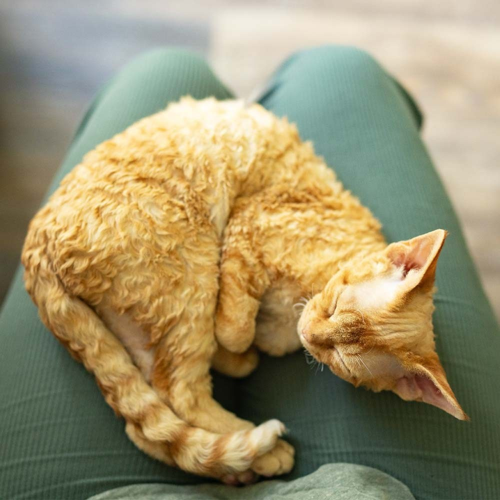 Devon Rex Pixie Cattery