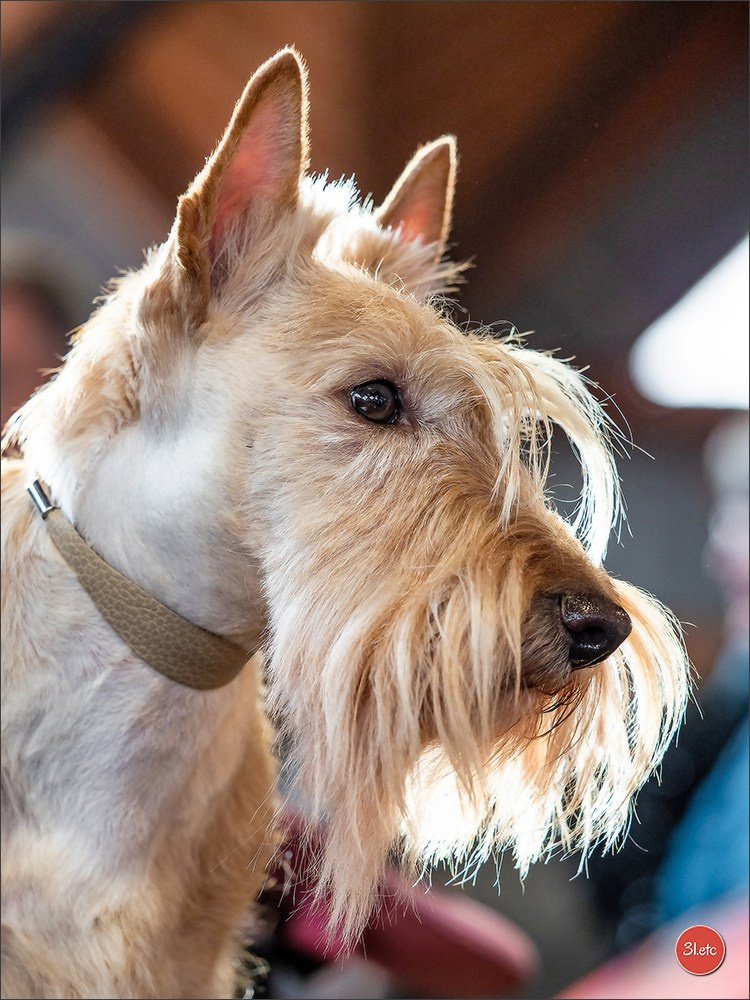 Expo canine 🇫🇷 Amiens 15-16/02/2025. Photographe à Strasbourg | Portraits, Studio, Enfants, Événements