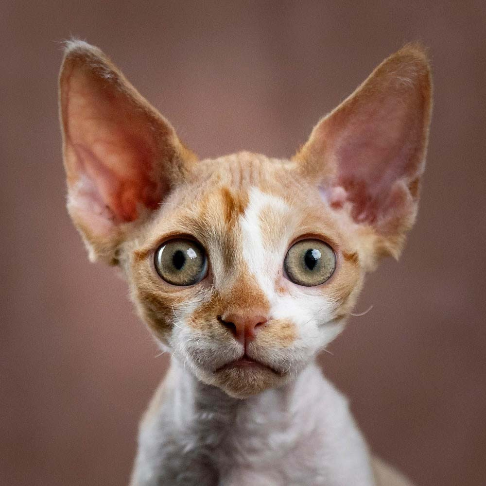 Devon Rex Pixie Cattery