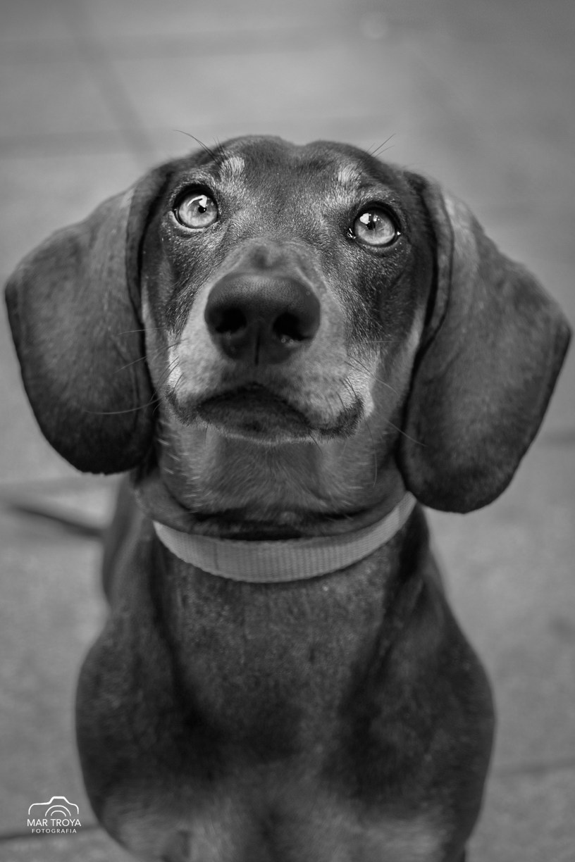 Fotografía de mascotas. Fotos con huella, fotografía de perros y mascotas en Sevilla