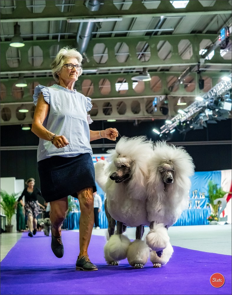 🇱🇺 LUXEMBOURG 🇱🇺 International Dog Show 🇱🇺 31/08 - 01/09/2024. Photographe à Strasbourg | Portraits, Studio, Enfants, Événements
