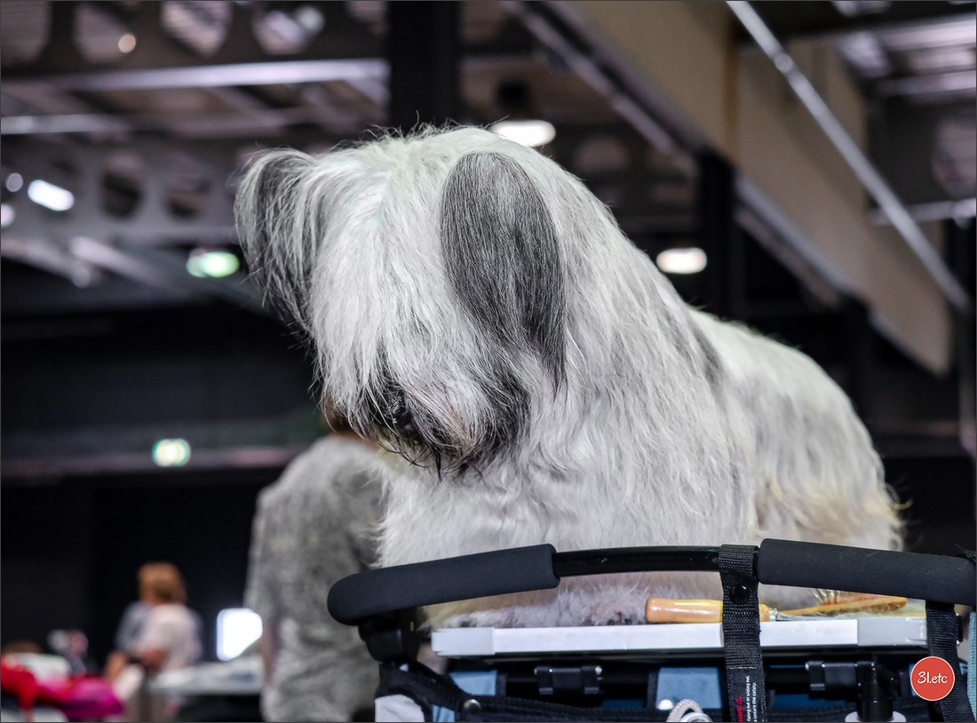🇱🇺 LUXEMBOURG 🇱🇺 International Dog Show 🇱🇺 31/08 - 01/09/2024. Photographe à Strasbourg | Portraits, Studio, Enfants, Événements