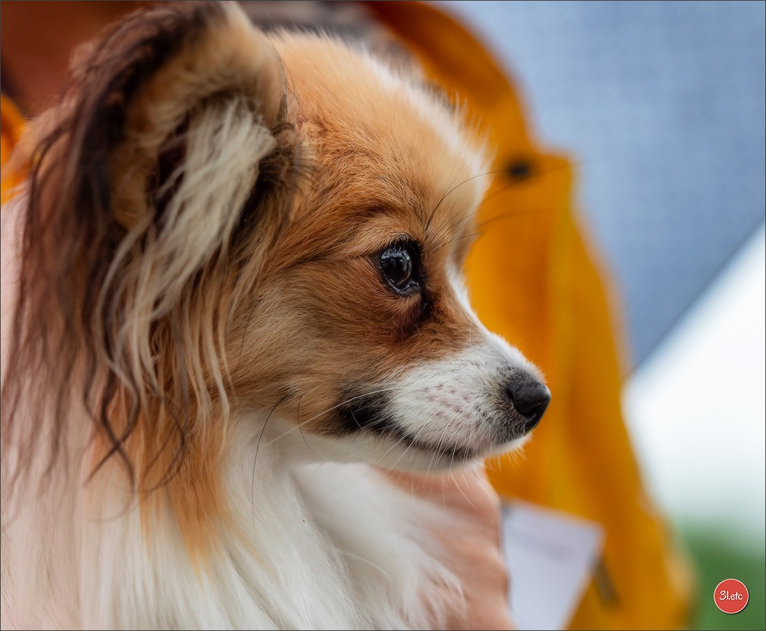 Exposition Canine à STRASBOURG-HOERDT Dimanche 18 août 2024. Photographe à Strasbourg | Portraits, Studio, Enfants, Événements