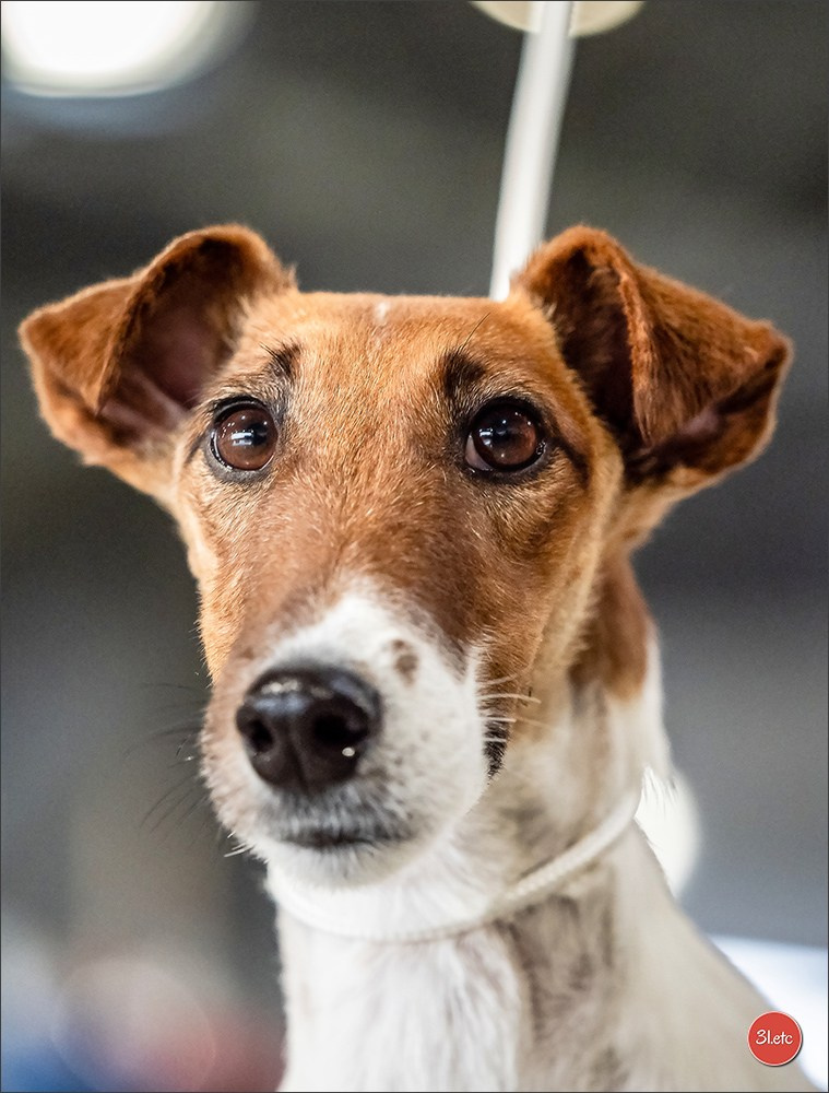 Expo canine 🇫🇷 Châlons-en-Champagne 22-23/02/2025. Photographe à Strasbourg | Portraits, Studio, Enfants, Événements