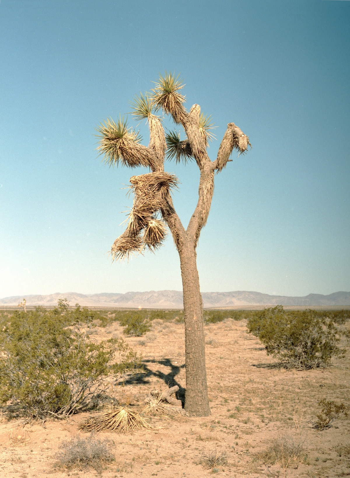 Art photography Joshua tree in the desert