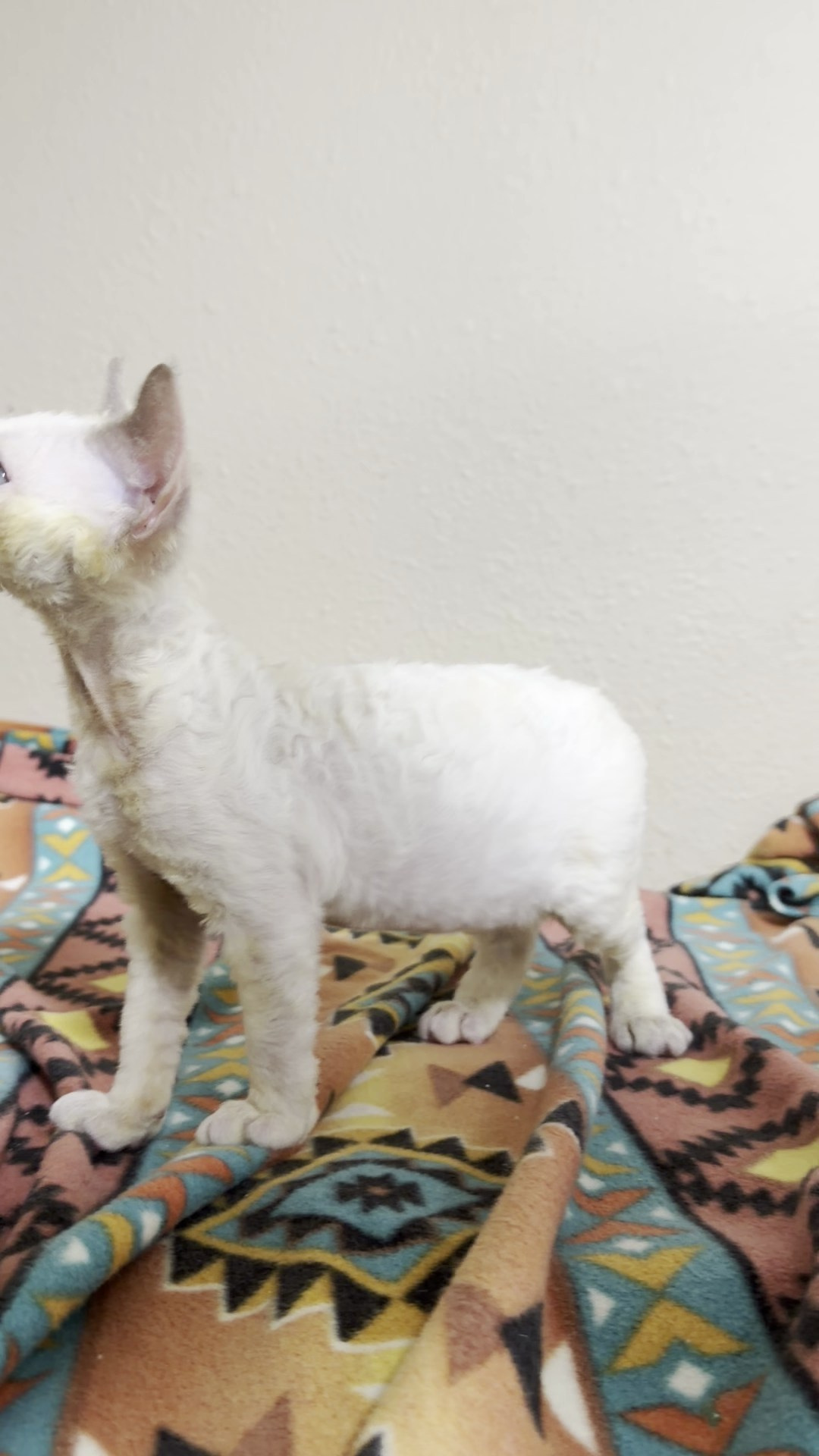 Rosalie, girl, born 05.08.26. Devon Rex Pixie Cattery