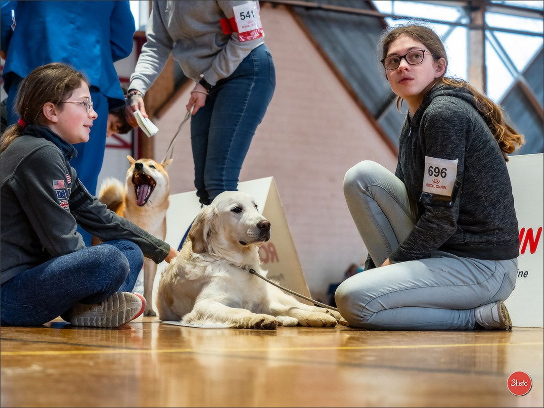 Expo canine 🇫🇷 Amiens 15-16/02/2025. Photographe à Strasbourg | Portraits, Studio, Enfants, Événements