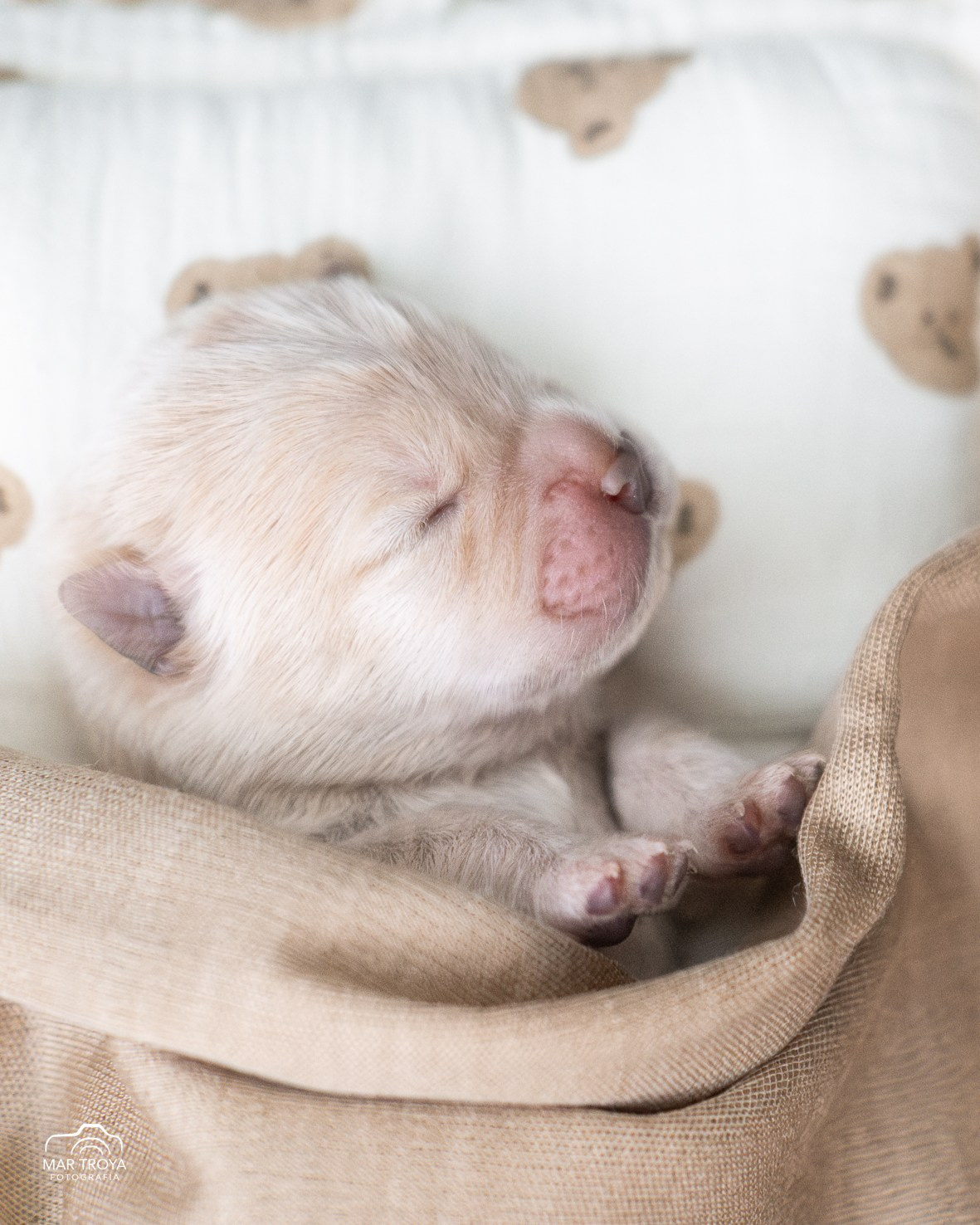 Newborn puppies Hispalis Kennel. Fotos con huella, fotografía de perros y mascotas en Sevilla