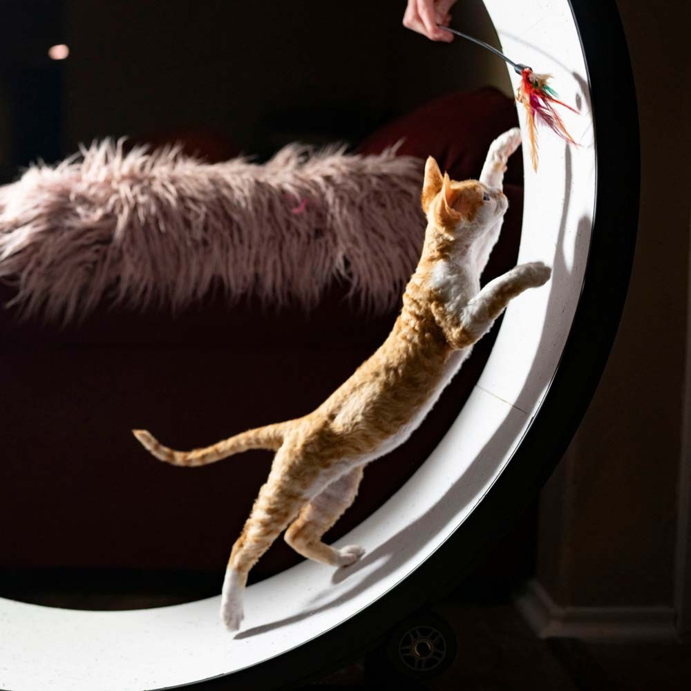 Devon Rex Pixie Cattery