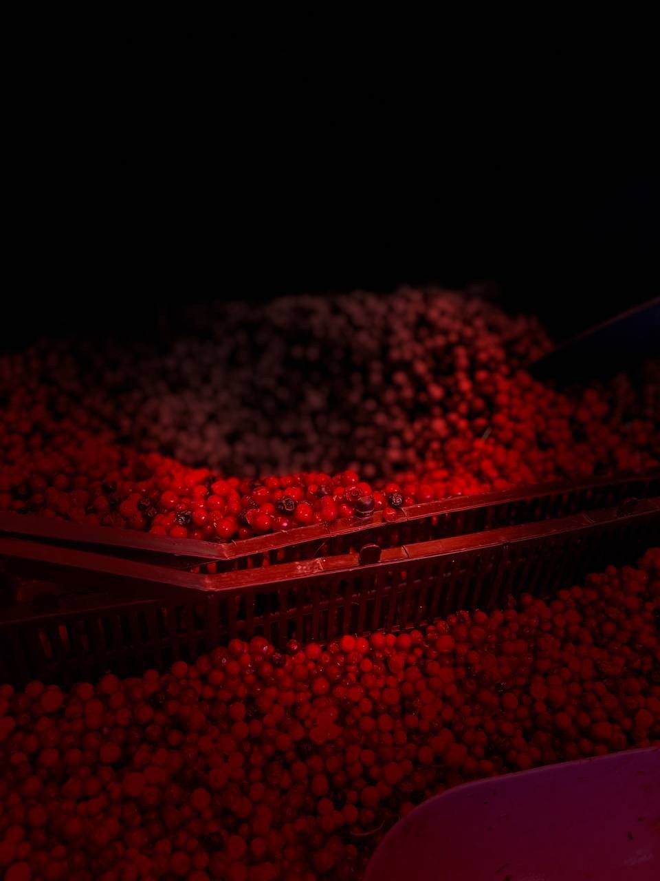 Сайт Ольги Беренштейн. Визуальный брендинг