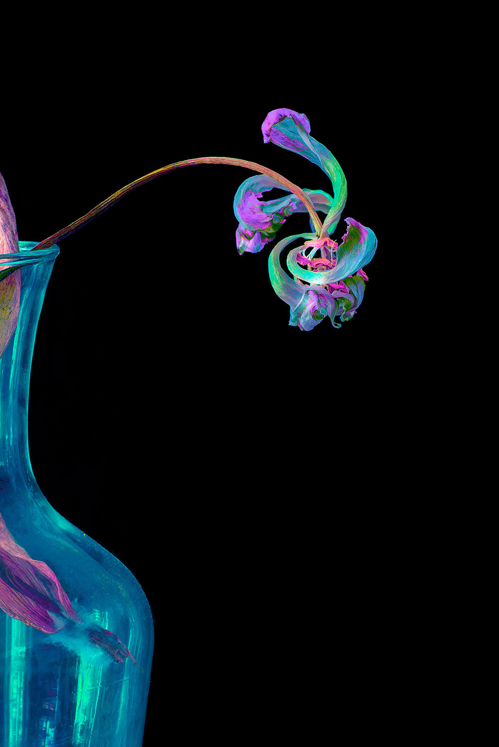 Withered flower black background neon color lover #Coldplay