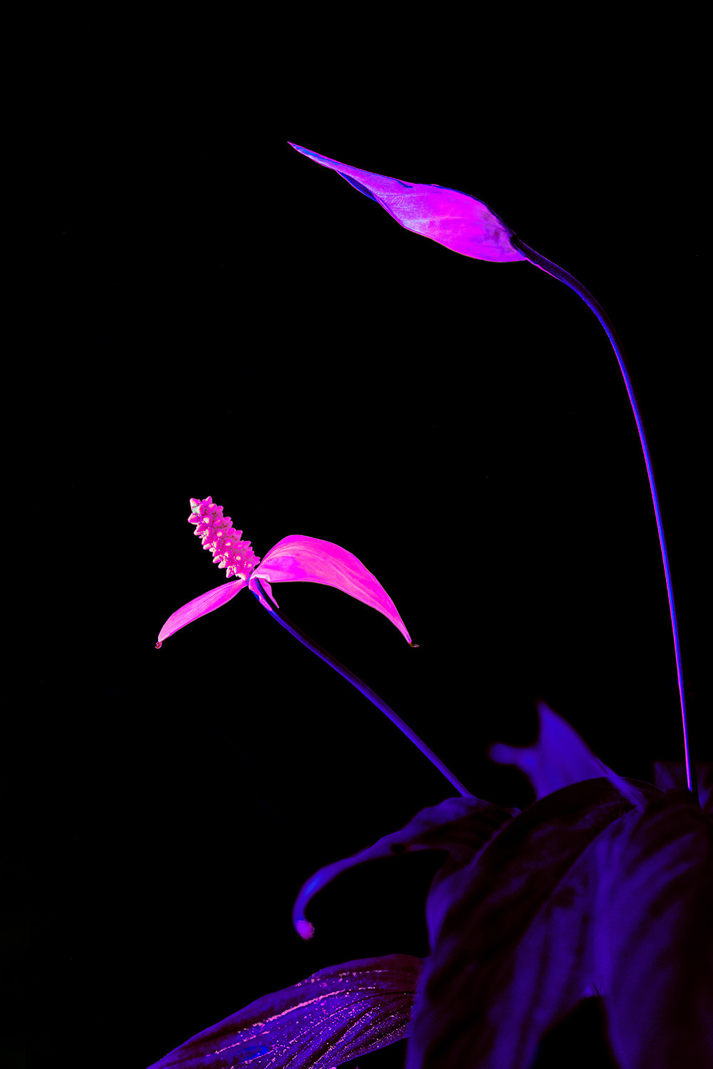 Withered flower black background neon color lover #Coldplay