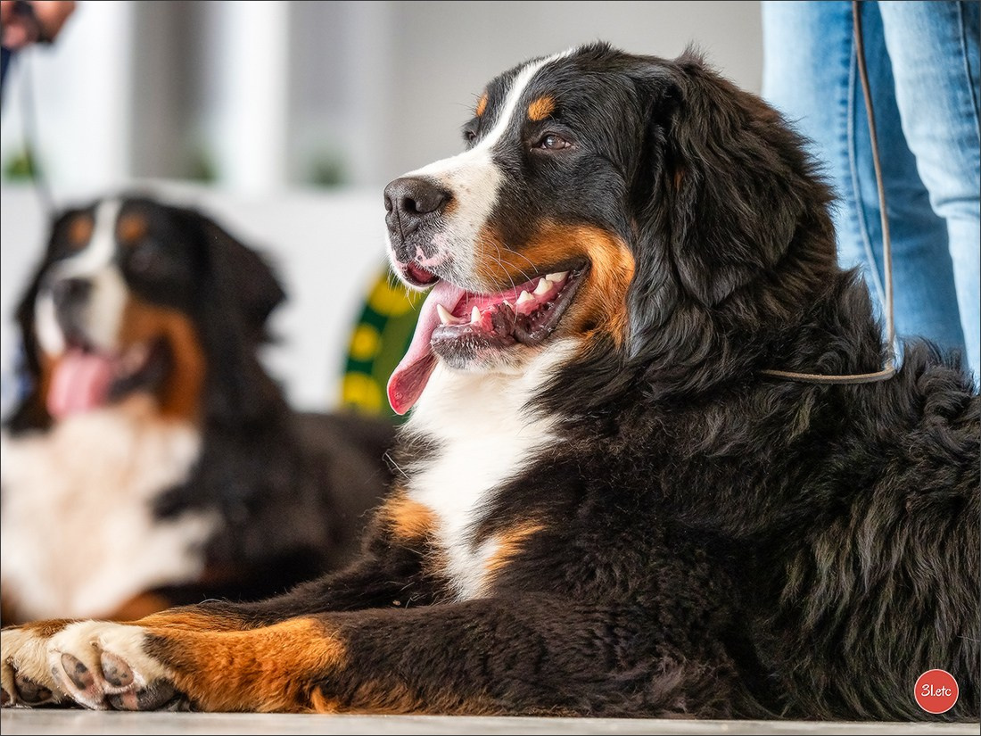 Expo canine 🇫🇷 Châlons-en-Champagne 22-23/02/2025. Photographe à Strasbourg | Portraits, Studio, Enfants, Événements