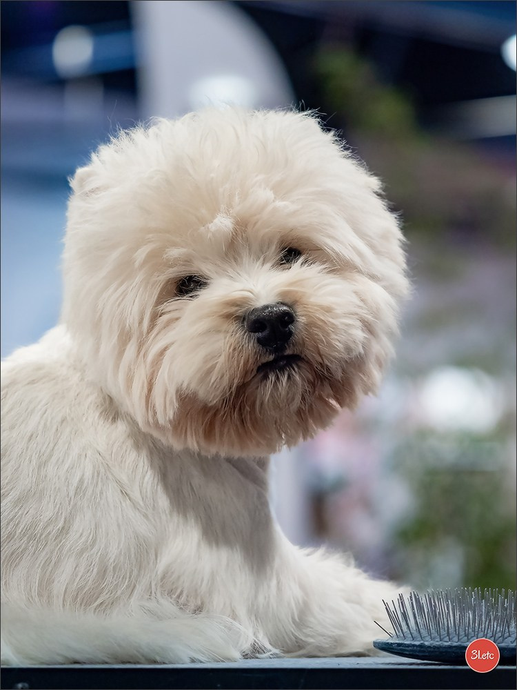 Photographie animalière. Photographe à Strasbourg | Portraits, Studio, Enfants, Événements