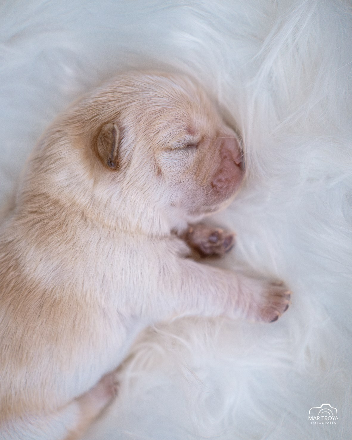 Newborn puppies Hispalis Kennel. Fotos con huella, fotografía de perros y mascotas en Sevilla