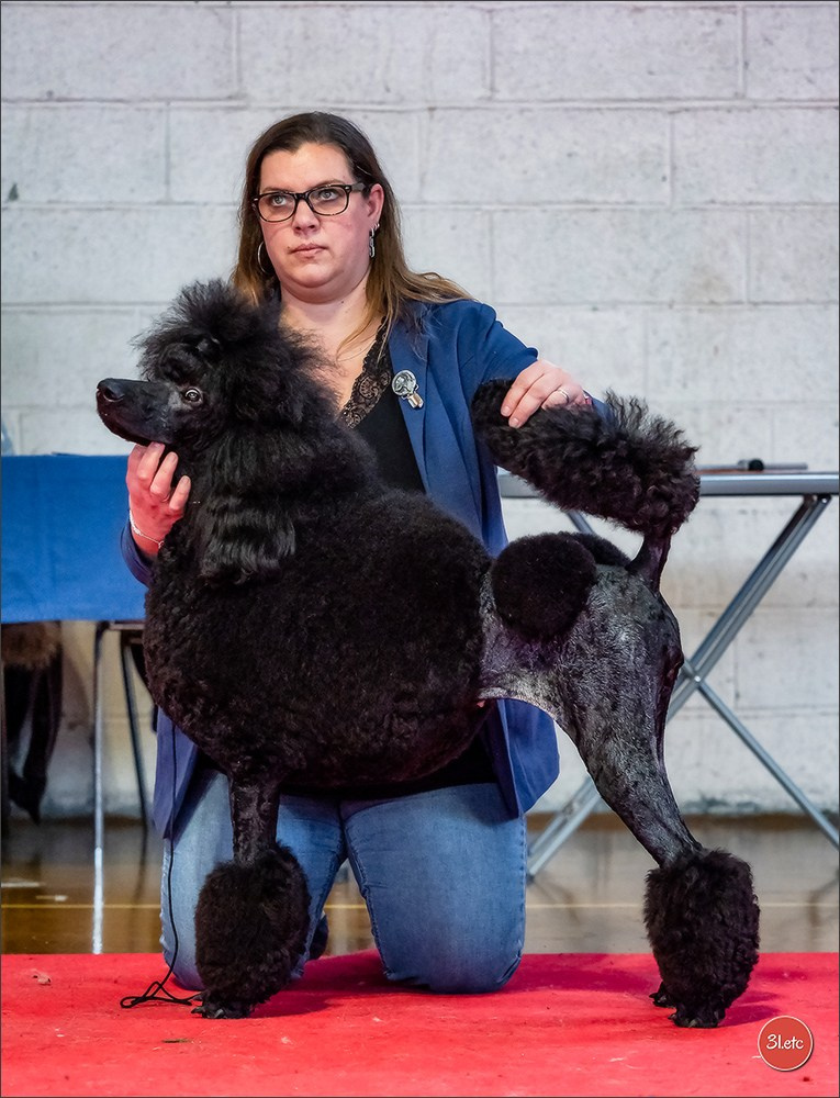 Expo canine 🇫🇷 Amiens 15-16/02/2025. Photographe à Strasbourg | Portraits, Studio, Enfants, Événements