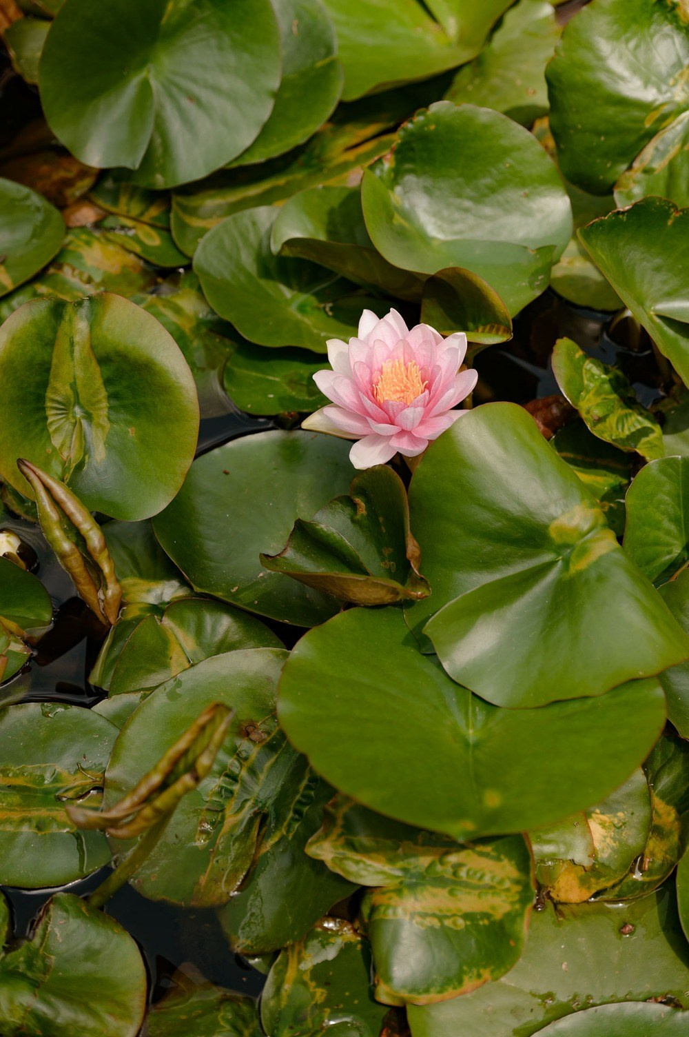 Wedding photography at Fattoria Mansi Bernardini, Lucca. Bella Vita Weddings — Wedding Photography in Dubai & Destination