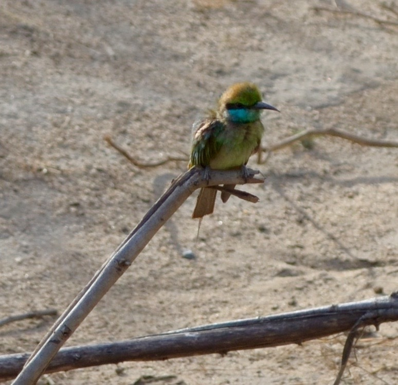 Шри-Ланка — Мальдивы. Mannequins, design, decoration, handmade, photographe…
