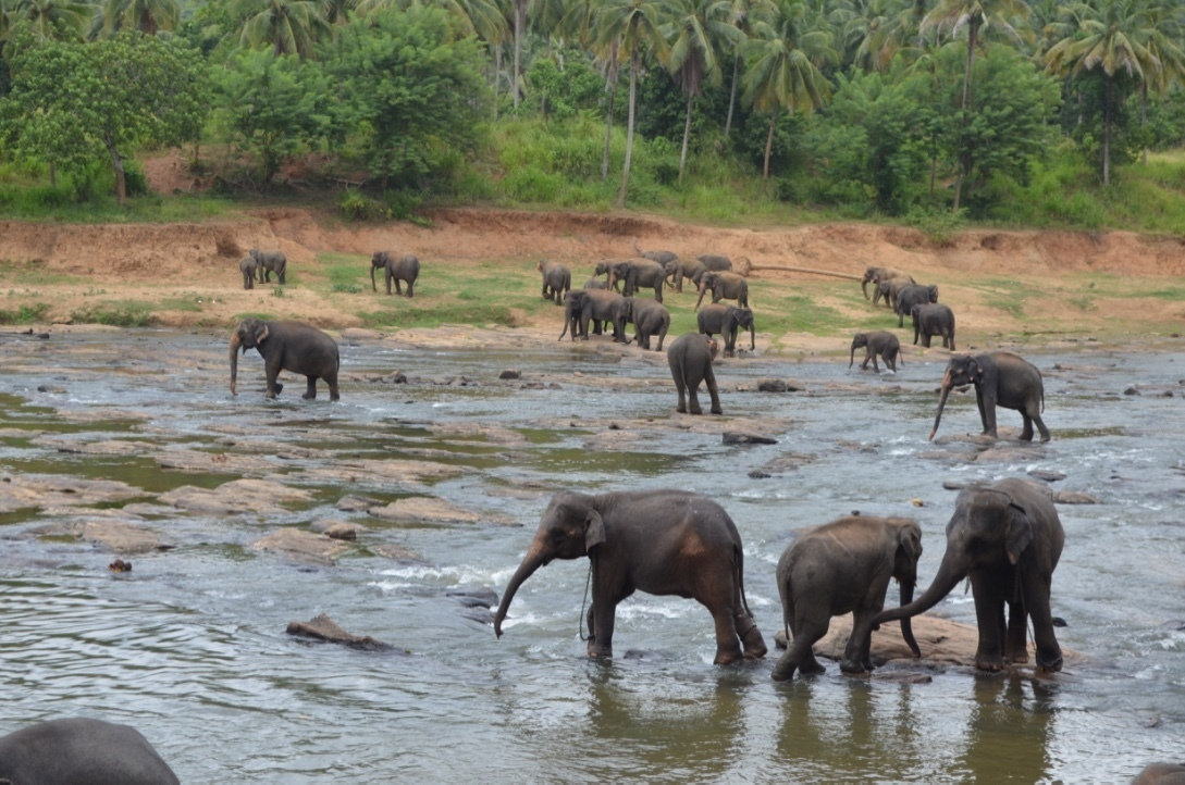 Шри-Ланка — Мальдивы. Mannequins, design, decoration, handmade, photographe…