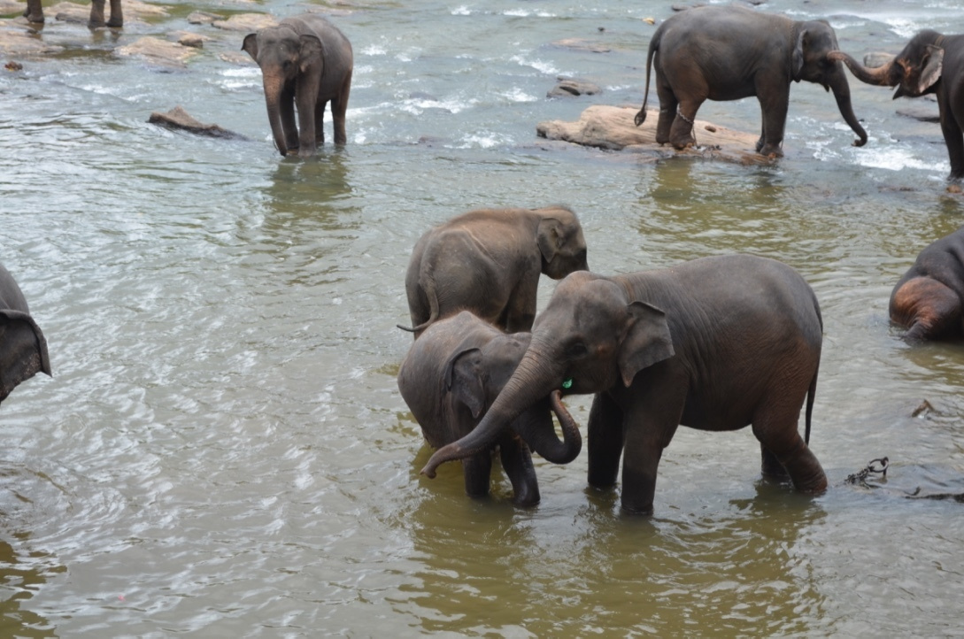 Шри-Ланка — Мальдивы. Mannequins, design, decoration, handmade, photographe…