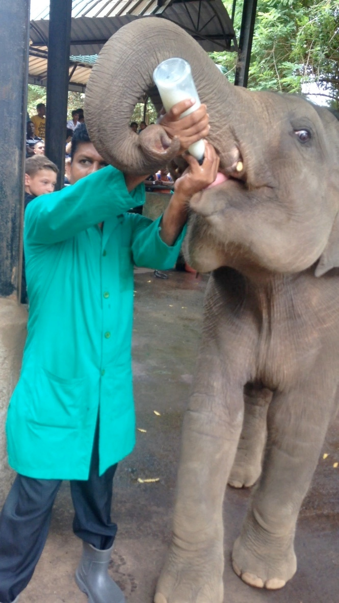 Шри-Ланка — Мальдивы. Mannequins, design, decoration, handmade, photographe…