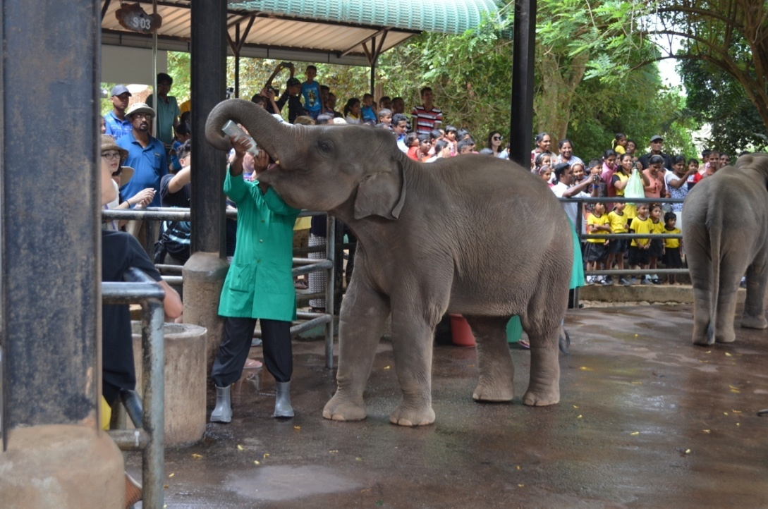 Шри-Ланка — Мальдивы. Mannequins, design, decoration, handmade, photographe…