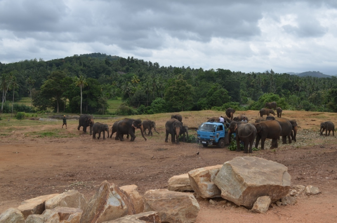 Шри-Ланка — Мальдивы. Mannequins, design, decoration, handmade, photographe…